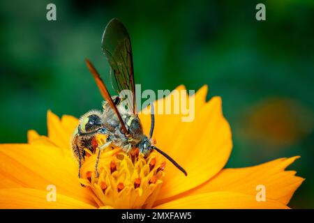 Bild von Bienenwolf oder Bienenwölfen (Philanthus) auf gelber Blume auf natürlichem Hintergrund. Sind Bienenjäger oder Bienenmörder Wespen., Insekt. Tier. Stockfoto