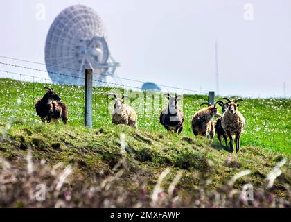 Morwenstow GCHQ Radiosatellitenstation. Radioteleskope, GCHQ Bude, Schafe und Zäune im Vordergrund, Cornwall Stockfoto