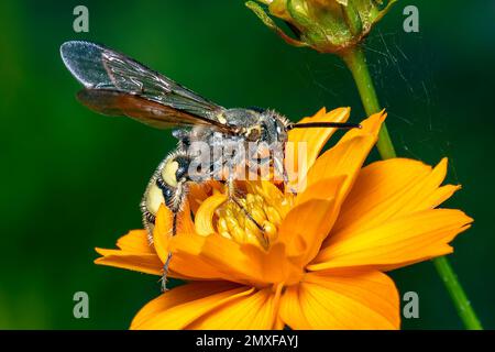 Bild von Bienenwolf oder Bienenwölfen (Philanthus) auf gelber Blume auf natürlichem Hintergrund. Sind Bienenjäger oder Bienenmörder Wespen., Insekt. Tier. Stockfoto