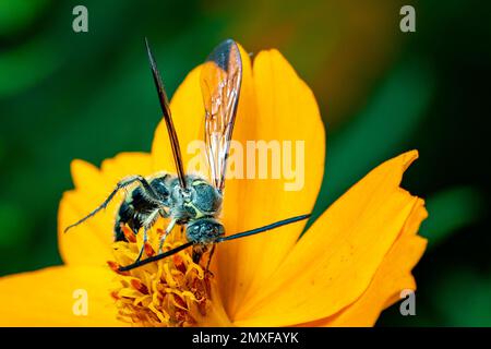 Bild von Bienenwolf oder Bienenwölfen (Philanthus) auf gelber Blume auf natürlichem Hintergrund. Sind Bienenjäger oder Bienenmörder Wespen., Insekt. Tier. Stockfoto