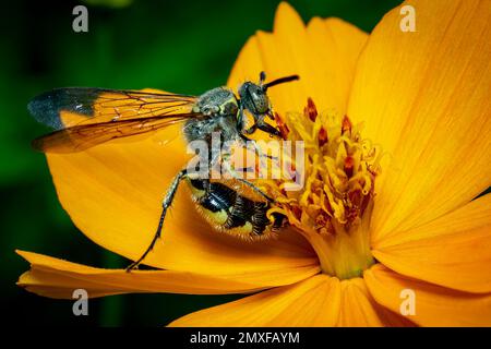 Bild von Bienenwolf oder Bienenwölfen (Philanthus) auf gelber Blume auf natürlichem Hintergrund. Sind Bienenjäger oder Bienenmörder Wespen., Insekt. Tier. Stockfoto