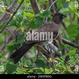 Bulbul (pycnonotus barbatus ), Masai Mara Nationalpark, Kenia, Afrika Stockfoto