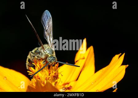 Bild von Bienenwolf oder Bienenwölfen (Philanthus) auf gelber Blume auf natürlichem Hintergrund. Sind Bienenjäger oder Bienenmörder Wespen., Insekt. Tier. Stockfoto