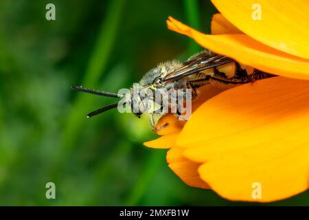 Bild von Bienenwolf oder Bienenwölfen (Philanthus) auf gelber Blume auf natürlichem Hintergrund. Sind Bienenjäger oder Bienenmörder Wespen., Insekt. Tier. Stockfoto