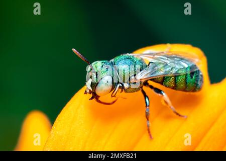 Bild der Ceratina (Pithitis) Smaragdula auf gelber Blume auf natürlichem Hintergrund. Biene. Insekt. Tier. Stockfoto