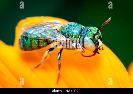 Bild der Ceratina (Pithitis) Smaragdula auf gelber Blume auf natürlichem Hintergrund. Biene. Insekt. Tier. Stockfoto