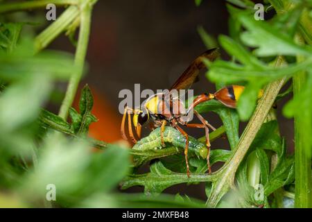 Bild von Papierwespe fress den Wurm Opfer. Auf einem natürlichen Hintergrund. Insekt. Tier. Stockfoto