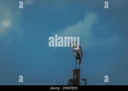 Great Blue Heron Stockfoto