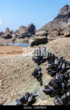 Ein Haufen frischer Muscheln, die auf den Felsen von Cornwall England wachsen Stockfoto