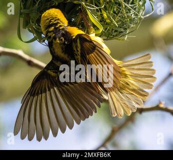 Speke's Weaver (Ploceus spekei), der vom Nest hängt, Masai Mara, Kenia, Afrika Stockfoto