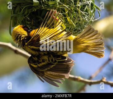 Speke's Weaver (Ploceus spekei), der vom Nest hängt, Masai Mara, Kenia, Afrika Stockfoto