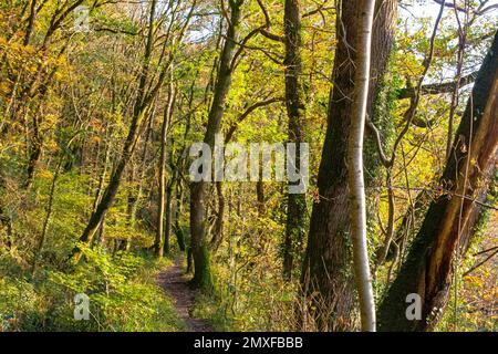 Ein Hauch von Herbst, farbenfroher Blick auf den Fußweg auf den Torrington Commons, zwischen dem historischen Walk Canal und dem Fluss Torridge, Great Torrington, Devon Stockfoto