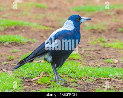 Aufnahmen eines australischen Flötenvogel, der am Boden steht, fotografiert während des Tages im März 2015 Stockfoto