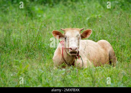 Bild einer Kuh, die sich auf der grünen Wiese entspannen kann. Bauernhoftier. Stockfoto