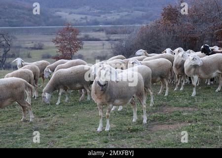 Schafe / Bauernhof / Schafe / Bauer Stockfoto