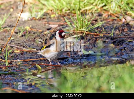 Europäischer Goldfink (Carduelis carduelis carduelis), Erwachsener, der aus der ungarischen Pfütze trinkt Mai Stockfoto