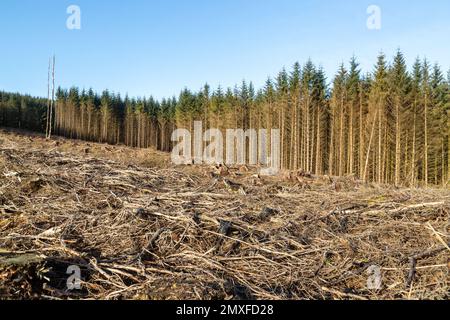 Ein Gebiet in den Cleish Hills, das von Bäumen geerntet wurde Stockfoto