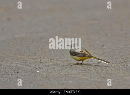 Grauer Wagtail (Motacilla cinerea), männlicher Erwachsener, der auf einer Forststraße steht, Zemplen Hills, Ungarn Mai Stockfoto