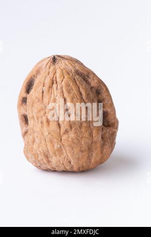 Eine ganze Walnuss auf weißem Hintergrund Stockfoto