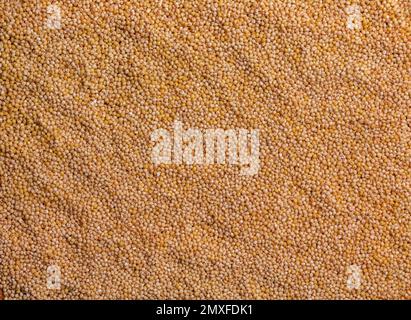 Gelber Hirse-Hintergrund. Die Aussicht von oben Stockfoto