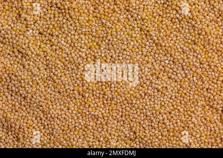 Gelber Hirse-Hintergrund. Die Aussicht von oben Stockfoto