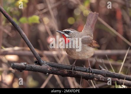 Siberian Rubythroat ist ein bodenliebender singvögel Asiens. Sie brüten hauptsächlich in Sibirien, während sie in Süd- und Südostasien überwintern. Stockfoto