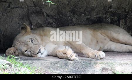 Löwin in einem Zoo in singapur Stockfoto