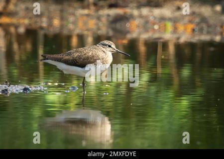 Bild von Vögeln, die im Sumpf nach Nahrung suchen. Gewöhnlicher Sandpiper (Actitis hypoleucos). Wilde Tiere. Stockfoto
