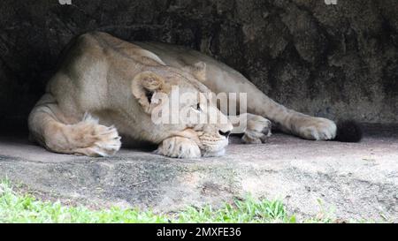 Löwin in einem Zoo in singapur Stockfoto