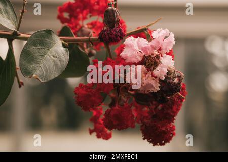Ein weicher Fokus von einem Haufen roter und rosa Krabben Myrtenblumen, die auf einem Baum blühen Stockfoto
