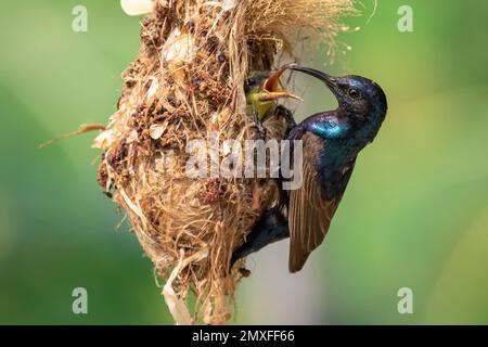 Bild von Purple Sunbird (Männlich) Fütterung Baby Vogel im Vogelnest auf Natur Hintergrund. (Cinnyris asiaticus). Vogel. Tiere. Stockfoto