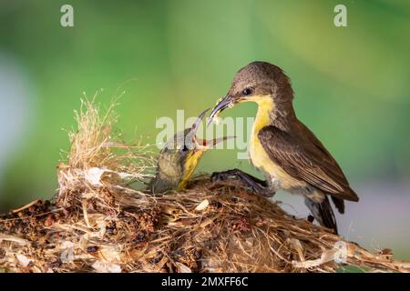 Bild von Purple Sunbird (weiblich) Fütterung Baby Vogel im Vogelnest auf Natur Hintergrund. (Cinnyris asiaticus). Vogel. Tiere. Stockfoto