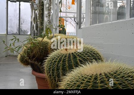Goldfass-Kakteen im lateinischen Namen Echinocactus grusonii, die in Kunststofftöpfen wachsen. Stockfoto
