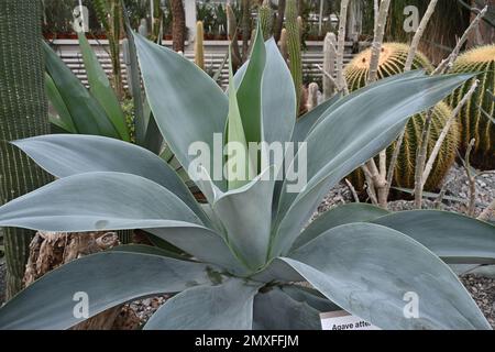 Die in lateinischer Sprache als Agarattenuata bezeichnete saftige Pflanze ist eine Art Blütenpflanze der Familie Asparagaceae, die auch als Fuchs- oder Löwenschwanz bezeichnet wird. Stockfoto