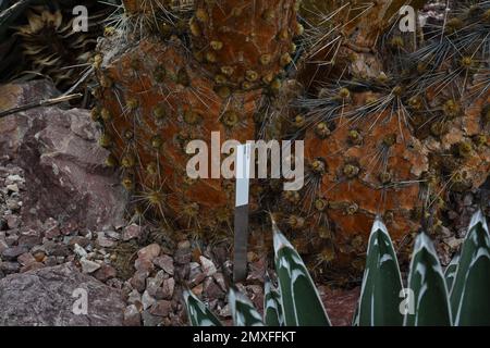 Lateinischer Kaktus namens opuntia robusta, Radkaktus, Nopaltapon oder Camuesa. Stockfoto