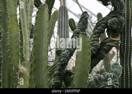 Im botanischen Garten wachsende Kaktusstämme des lateinischen Namens Pachycerus gaumeri. Stockfoto