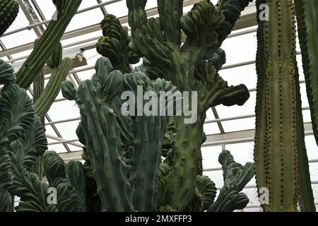 Kaktus, im lateinischen Myrtillocactus geometrizans cristata, wächst auf einem stabilen architektonischen Wappen mit anschließendem fächerartigen Wachstum, das sich nur ansammelt. Stockfoto