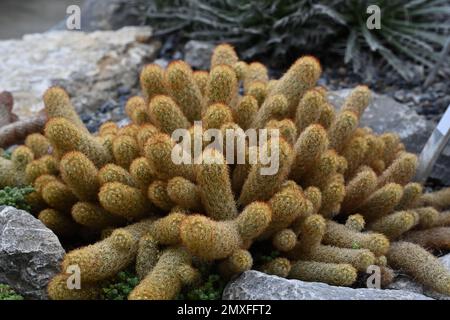 Kaktus aus lateinischer Mammillaria elongata, der in dicht gepackten Clustern länglicher ovaler Stämme wächst. Stockfoto