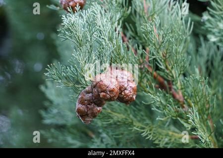 Thuja-Zweige mit ein paar Zapfen schließen sich. Ein Ausschnitt eines Baums, der im Hintergrund unscharf dargestellt wird. Es steht viel Speicherplatz zur Verfügung. Stockfoto