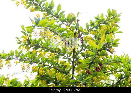 Berberis vulgaris, einfach Barbeerblüten. Die Knospen sammeln sich auf blühenden Barbeeren oder europäischen Barbeeren in Frühjahrs getrockneten Barbeeren unter Blumen Stockfoto