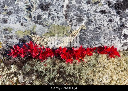 Alpine Bärenbeere/Bergbeere/Schwarze Bärenbeere (Arctous alpina/Arctostaphylos alpina) mit roten Herbstfarben auf Tundra, Lappland, Schweden Stockfoto