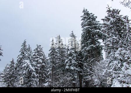 Schnee in Winterfrostwäldern, Vancouver, Kanada. Natürliche Baumzweige im Hintergrund des Schneefalls. Schneesturm an windigen Tagen. Stockfoto