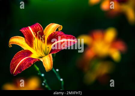 Gelbe und rote Lilien Stockfoto