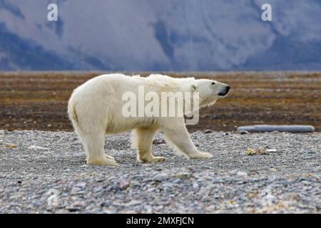 Einsamer Eisbär (Ursus maritimus), der im arktischen Sommer an der Kieselstrand entlang der Küste von Svalbard forscht, Spitsbergen, Norwegen Stockfoto