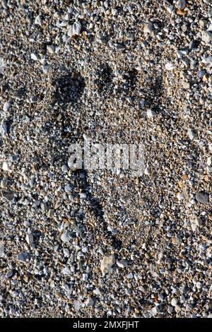 Eisbär (Ursus maritimus), Nahaufnahme des Fußabdrucks/Fußabdrücke am Kieselstrand entlang der Svalbard-Küste im Sommer, Spitsbergen, Norwegen Stockfoto