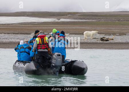 Öko-Touristen im Zodiac-Boot beobachten, wie sich der plündernde Eisbär (Ursus maritimus) an den Kadavern von gestrandeten Walen, Svalbard/Spitsbergen, ernährt Stockfoto