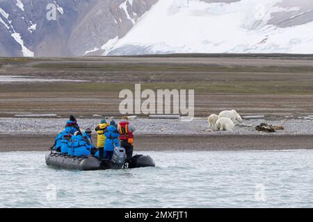 Öko-Touristen im Zodiac-Boot beobachten, wie sie Eisbären (Ursus maritimus) beim Fressen von Kadavern von gestrandeten Walen, Svalbard/Spitsbergen, erobern Stockfoto