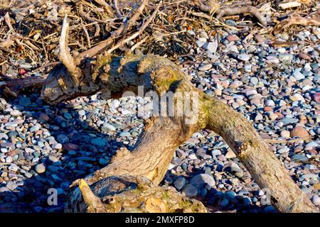 Nahaufnahme eines großen Baumstamms oder eines Baumes, ein Stück Treibholz, das an der Hochwasserlinie eines Kieselstrands angespült liegt. Stockfoto