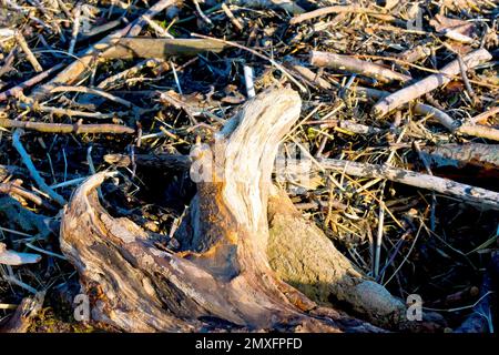 Nahaufnahme eines großen Baumstamms oder eines Teils eines Baumes und einer Masse von anderem Treibholz, das an der Hochwasserlinie eines Strands angespült wurde. Stockfoto