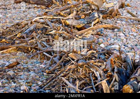 Nahaufnahme einer Masse von Stämmen, Zweigen und anderen Abfällen, die als Treibholz auf einem Kiesel oder einer Kieselbank angespült wurden. Stockfoto